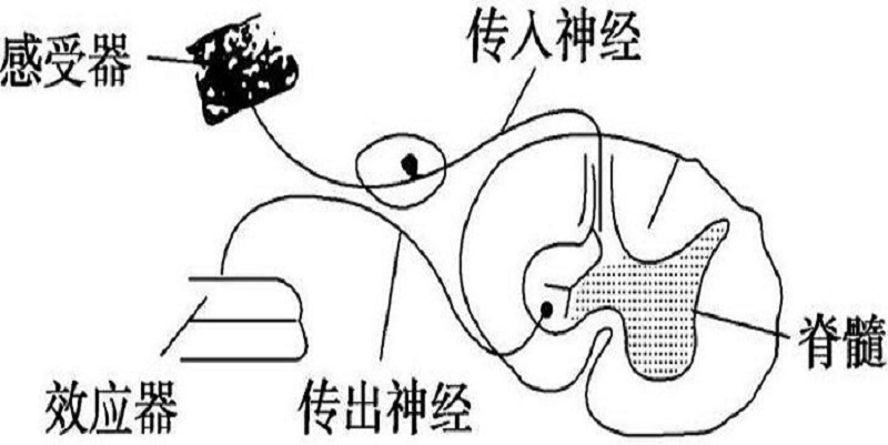 感性运动的特点，生命体对外界刺激的灵敏感知与主动适应