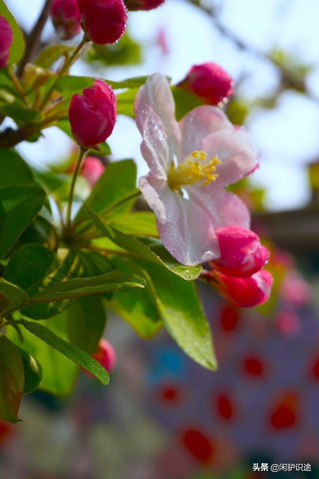 花溪区疫情防控领导小组，筑牢防线，守护家园
