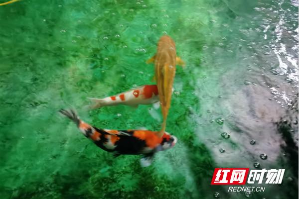 湖南长沙现在能去吗？要隔离吗？最新出行政策指南）