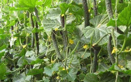 毒黄瓜的危害，健康隐形杀手不容忽视